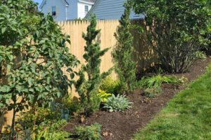 Cedar privacy fence